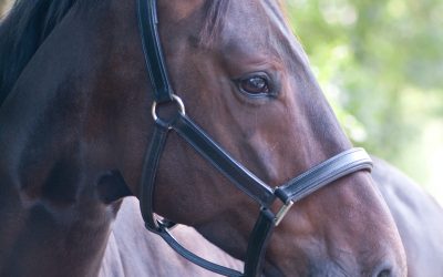 La acupuntura veterinaria mejora el rendimiento y la calidad de vida de los equinos
