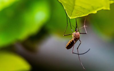 “La naturaleza brinda protección contra los insectos”, según COFENAT