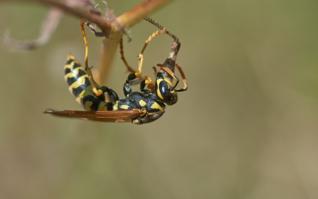 Las Terapias Naturales también se aplican en los cultivos ecológicos