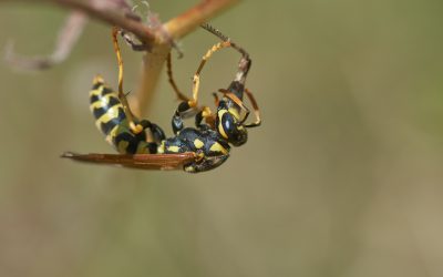 Las Terapias Naturales también se aplican en los cultivos ecológicos