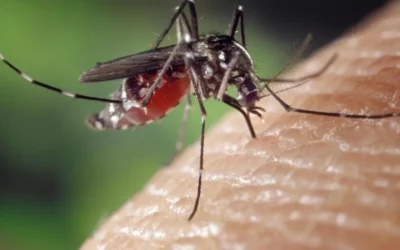 La Aromaterapia, el mejor aliado para evitar y combatir las picaduras de insectos este verano, según COFENAT