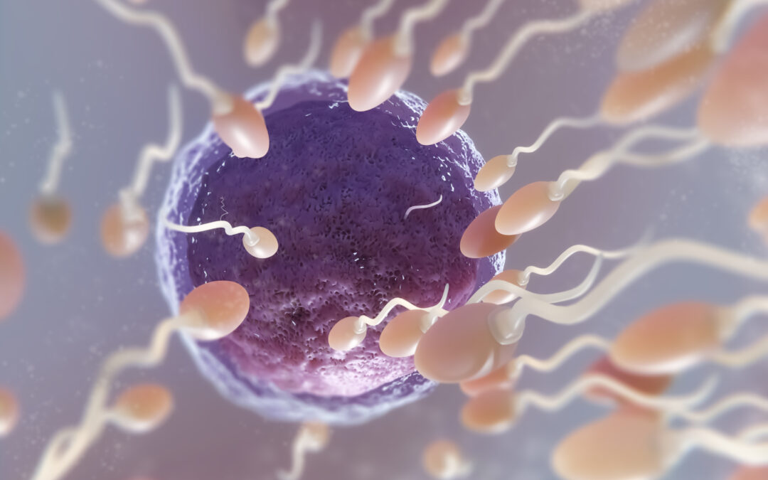 ¿No hay espermatozoides en tu semen? La azoospermia no siempre impide la paternidad